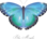 Blue-morpho-tisorton2