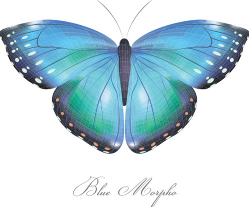 Blue-morpho-tisorton2